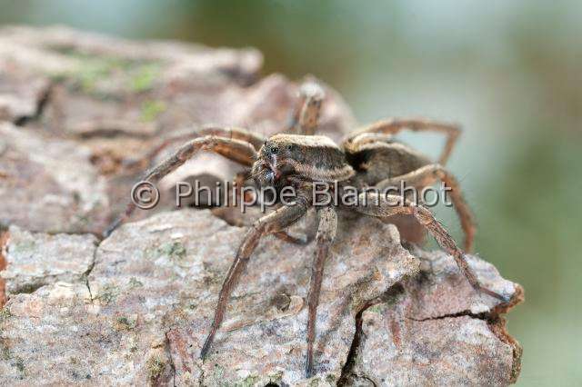 Lycosidae_4471.JPG - France, Araneae, Lycosidae, Lycose ou Araignée-loup (Alopecosa sp), Wolf spider